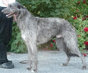 Pyefleet Raffles | Scottish Deerhound 