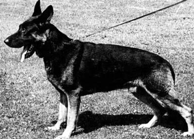 Artus vom Richterbach | German Shepherd Dog 