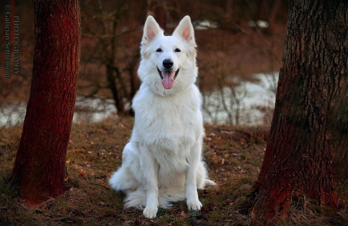 ACIRA LISA Galician Settlement | White Swiss Shepherd Dog 