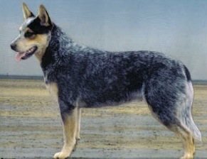 Lonerun Rope N Rustle | Australian Cattle Dog 