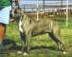 Gaff's California Blue Ice | American Pit Bull Terrier 