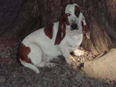 Shays Country Nikki of Stonewall | Basset Hound 