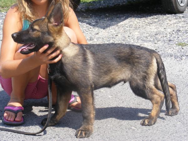 Herr Ranger Bosco | German Shepherd Dog 