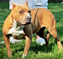 American Edge Classy Reb | American Pit Bull Terrier 