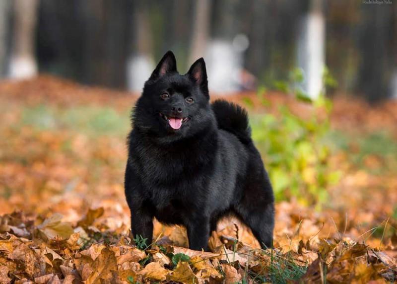 Winterra Cassiopeia Schedar | Schipperke 