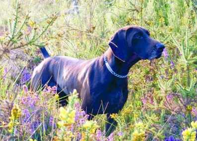 Vanille du Pied du Mont | German Shorthaired Pointer 