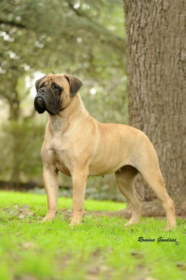 BULLSTOCK 'S MAXIMA | Bullmastiff 