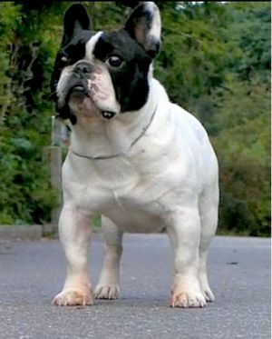 Vicking Du Fiacre De Montparnasse | French Bulldog 