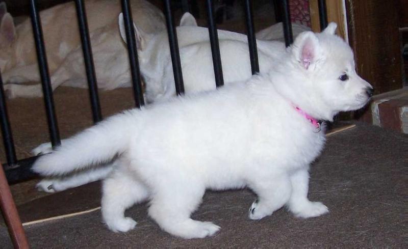 Foxhunt's Lil' Miss B Haven | White Swiss Shepherd Dog 