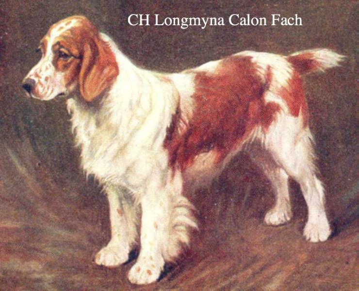 Longmyna Calon Fach | Welsh Springer Spaniel 