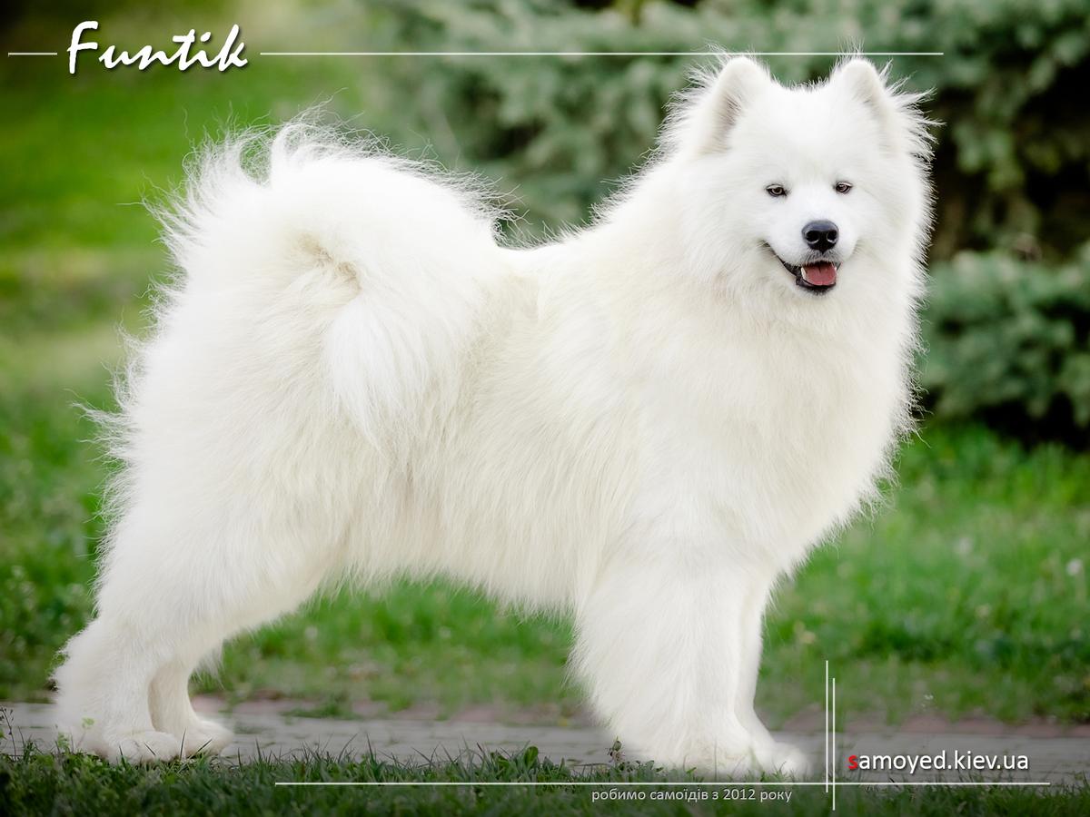 Filizhanka Kavy Sokrovishcha Val'kirii | Samoyed 