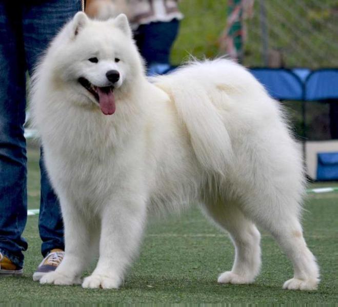 Carlos Jon Dori Grinol | Samoyed 