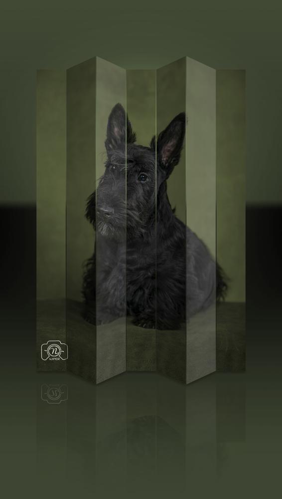 TESA Beatitudo Eli | Scottish Terrier 
