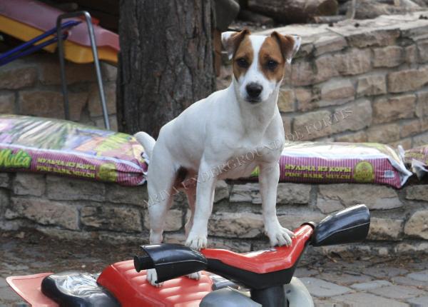 Ariva underground de fortis | Jack Russell Terrier 