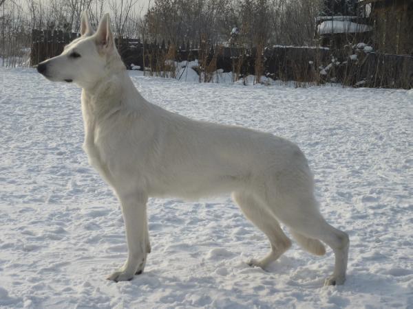 Bestina Yummi | White Swiss Shepherd Dog 