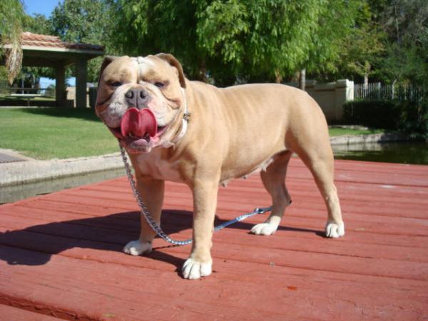 Hoghouse's Blue Bella | Olde English Bulldogge 