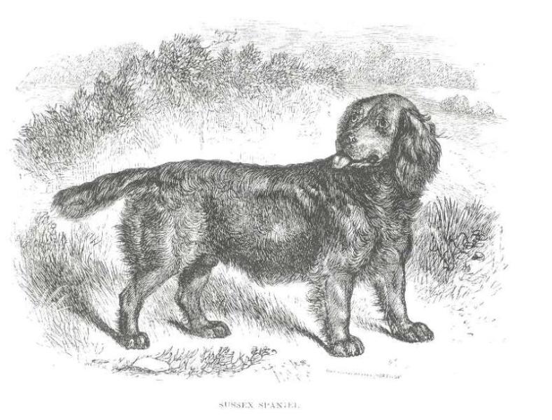 Butterworth of Heasen?? (c.1867) | Sussex Spaniel 