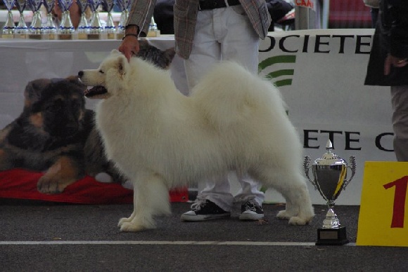 crooner biron's snow of karasea | Samoyed 