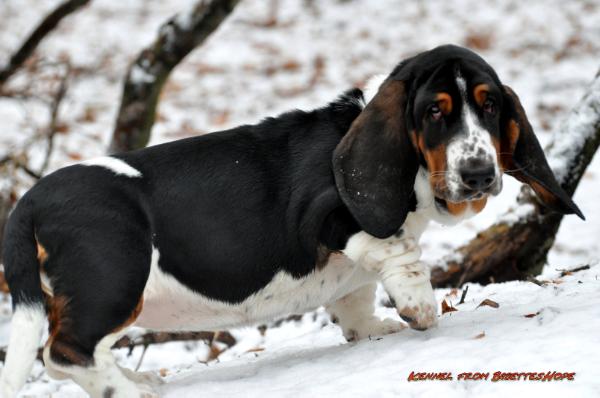 Bethany Citadela Bohemia | Basset Hound 