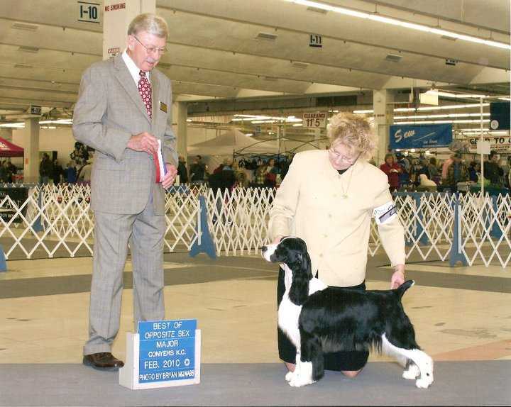 Wil-Orion's Crystal Clear | English Springer Spaniel 