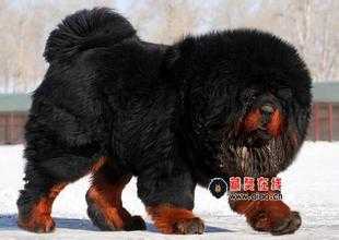 niu tizi | Tibetan Mastiff 