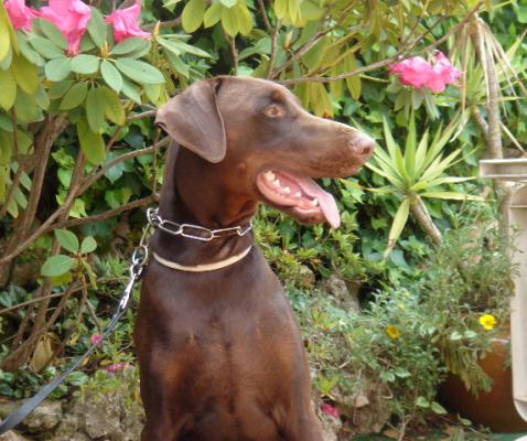 Audin du Caire de la Prairie | Brown Doberman Pinscher