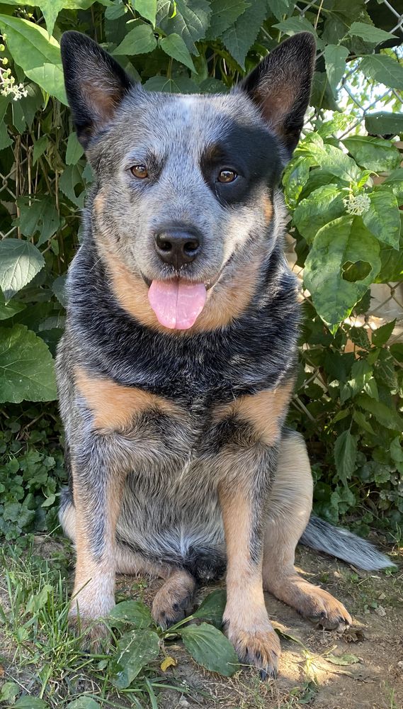 TBC'S Wrigley Field | Australian Cattle Dog 