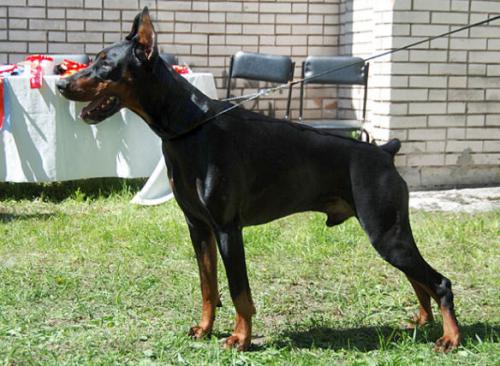 Santa Julf Magnat | Black Doberman Pinscher