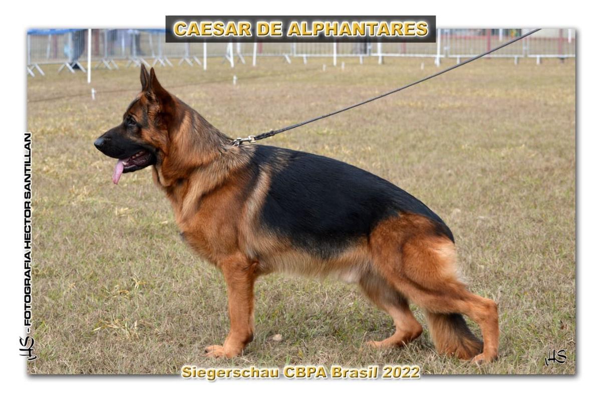 Caesar de Alphantares | German Shepherd Dog 