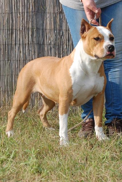 Cool spirit of storm | American Staffordshire Terrier 