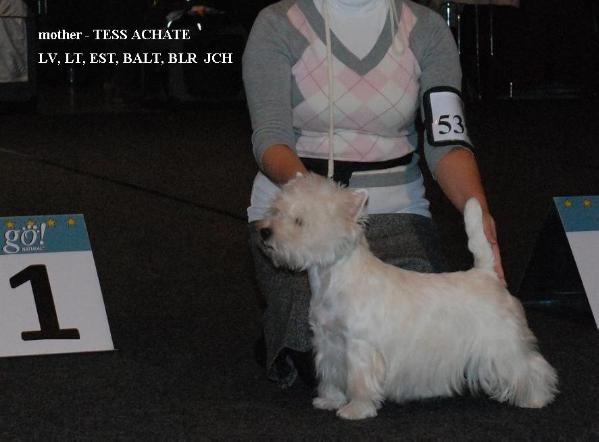 Tess Achates | West Highland White Terrier 