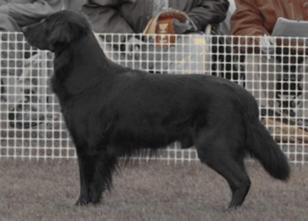 Parkburn Lord Jet | Flat-Coated Retriever 