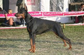 Evita della Ninfa Nobel | Black Doberman Pinscher