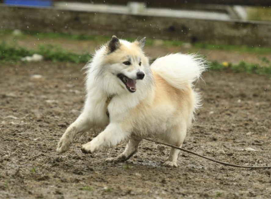 Mývatns Goði | Icelandic Sheepdog 