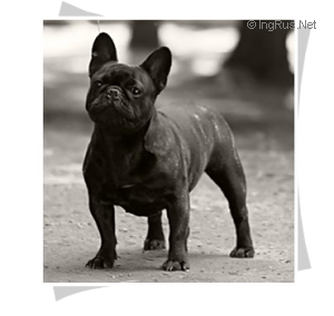 AVIGDOR's VICTORIA LATA | French Bulldog 