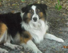 Peace Creek's High Roller | Australian Shepherd 