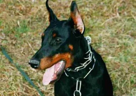 Vandy v.'t Zomerhof | Black Doberman Pinscher