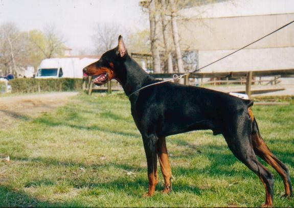 Ardens Oskar Yanez | Black Doberman Pinscher