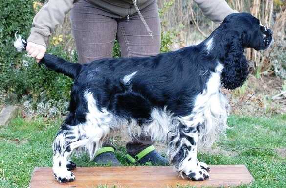 Calvdale Law Suit | English Springer Spaniel 