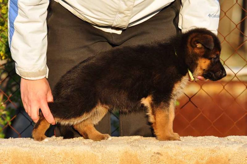 Laisa z Azovskogo Berega | German Shepherd Dog 