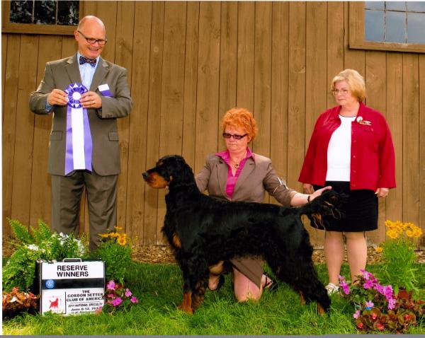 Sassenach Knight's Caisteal | Gordon Setter 