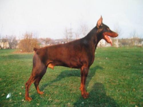 Baron Melvin Sant Layn | Brown Doberman Pinscher