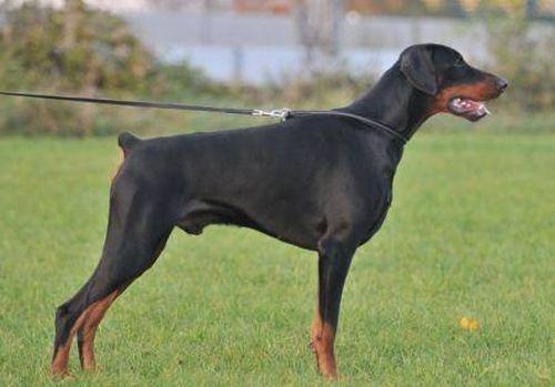 Etano Opus Meum | Black Doberman Pinscher