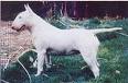 Sandawana Court Crystil | Bull Terrier 