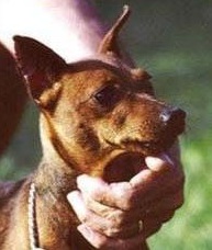 beatrice della gorgona | Miniature Pinscher 