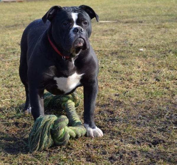 Bullforce Lucky | Olde English Bulldogge 