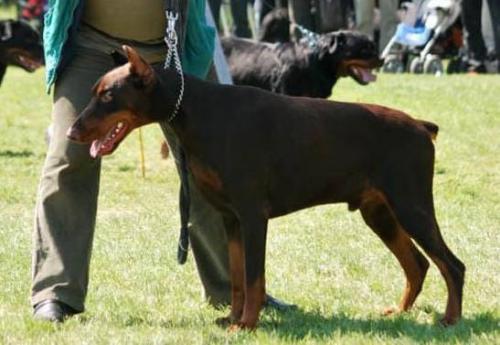 Pegaz Apologeta | Brown Doberman Pinscher