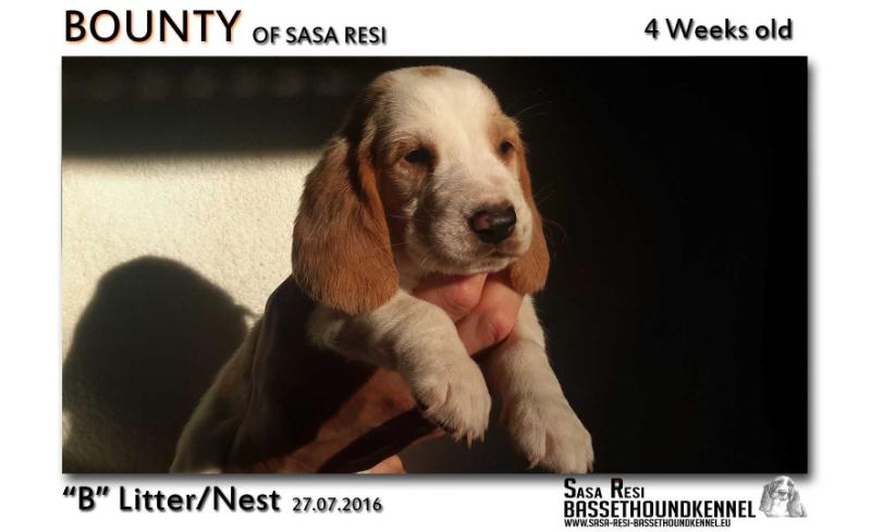 Bounty of sasa resi | Basset Hound 