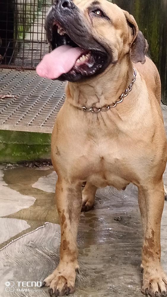 DORA DKK | African Boerboel 