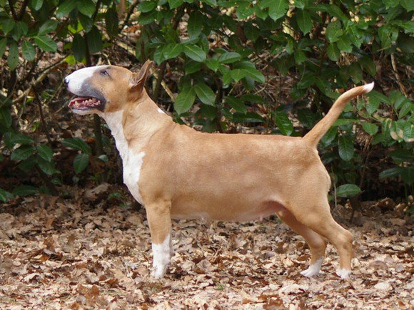 Glamourours Hot Gosip | Bull Terrier 